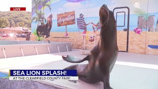 Sea lion splash Clearfield County Fair [upl. by Forsyth]