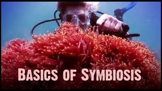 Symbiosis Mutualism Commensalism and Parasitism [upl. by Mcnair]