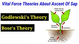 Vital Force Theories About Ascent Of Sap In HindiUrdu [upl. by Isiad]