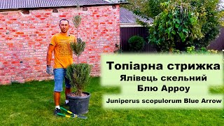 Топіарна стрижка Ялівець скельний Блю Арроу  Topiary Juniperus scopulorum Blue Arrow [upl. by Gerick]