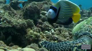 Some of the marine life at Fairmont Maldives Sirru Fen Fushi [upl. by Lorusso]