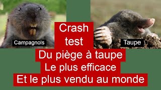 Crash test du piège à taupe le plus efficace et le plus vendu au monde [upl. by Enorej]