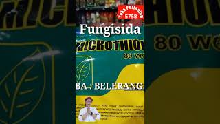 Short  Fungisida Bahan Aktif BELERANG  Mengendalikan Penyakit Embun Tepung  Antraknosa  Bercak [upl. by Anu442]