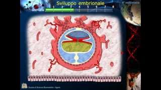 Embriologia  Lezione 2 Morula Blastula Impianto Gastrula e ripiegamento [upl. by Ybrad485]