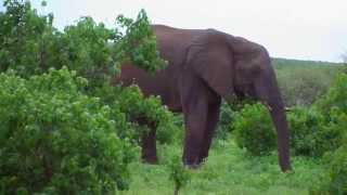 Wildsafari zu Pferd in Südafrika mit PFERD amp REITER [upl. by Sitruc338]