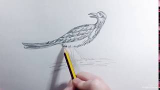 How to draw a Greater Roadrunner  Como dibujar un Correcaminos [upl. by Tamsky375]