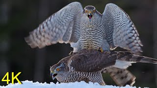 Habicht Finnland im Winter  Goshawk Finland in Winter [upl. by Ernst]