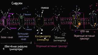 Унипортеры симпортеры и антипортеры видео 11 Мембранный транспорт  Биология [upl. by Inhsor]