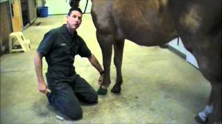 How to Apply a Hoof Wrap [upl. by Cenac]