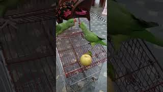 Ringneck Talking Parrot Parrot Bird Cute TalkingParrots Parakeet alexandrine viral short [upl. by Halstead231]