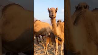 Camel VS desert desert camel animals animallover [upl. by Netloc602]