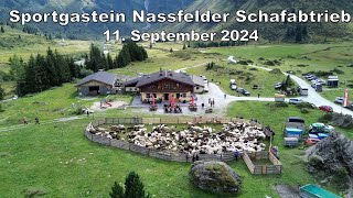 Sportgastein Nassfelder Schafabtrieb 11092024 [upl. by Labinnah]