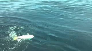 Dolphin Fishing with Brian and Jace  July 3 2011 [upl. by Nyrroc]