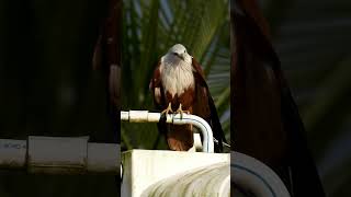 Brahminy kite shorts nature bird [upl. by Marceau538]