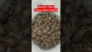 Ternyata ini pemakan kaktus Dorstenia Siput banyak banget‼️ aridzona kaktus sukulen [upl. by Eelak645]