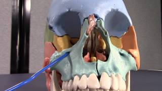 Human Cranial Osteology Part V Maxilla and Zygomatic bones [upl. by Anma]