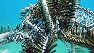 Shrimp Laomenes amboinensis on feather star Capillaster multiradiatus in Philippines coral reef [upl. by Quintus]