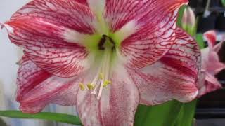 Spotlight Amaryllis Hippeastrum [upl. by Ayar]