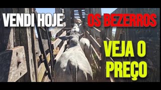 VENDI os BEZERROS HOJE veja o PREÇO [upl. by Lette]