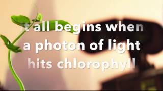 THE PHOTOSYNTHESIS REVISION SONG [upl. by Nylidam]