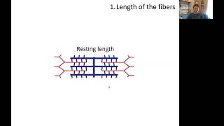 Muscle Physiology LengthTension Relationship [upl. by Ahsa152]