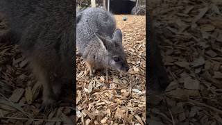 Welcome to Werribee Open Range Zoo  Things to do at Werribee Zoo [upl. by Sharpe712]