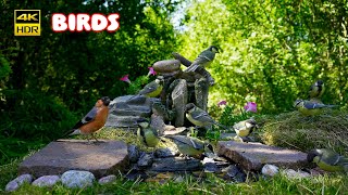 🐦AMAZING Birds 🐦 so many birds at Natural feeder  4K HDR  CATtv [upl. by Niamart747]