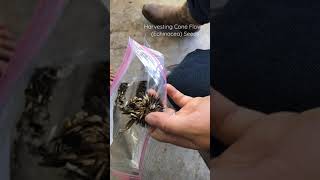 Harvesting Echinacea Seeds Cone Flower Seeds [upl. by Kwok]