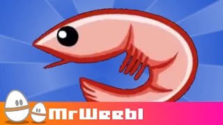 Shrimp Glockenspiel  animated music video  MrWeebl [upl. by Ferro673]