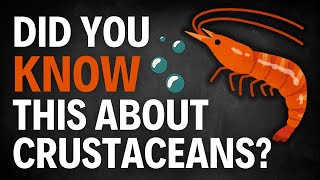 SHOCKING FACT about Crustaceans [upl. by Elleinnad519]