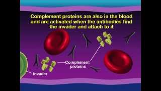 Hemolytic Anemia [upl. by Sihonn]