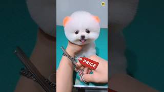 Teacup dog price in India  Pomeranian dog price  Pomeranian puppies viral shorts tranding CR7 [upl. by Airdnua]