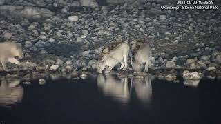 Lions  Okaukuejo Etosha National Park Namibia [upl. by Fernanda506]