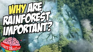 Why are rainforests important [upl. by Leinahtan]