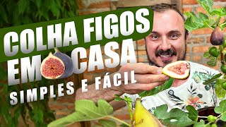 Como cultivar FIGO em VASO  Esse método faz a figueira EXPLODIR DE FRUTOS [upl. by Monro]