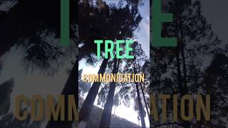 Communication of Trees trending treecommunication treeconservation [upl. by Akkire]