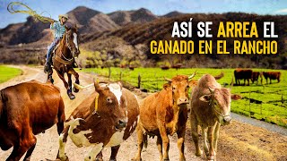 Así se ARREA el GANADO con los vaqueros rancheros en las rancherias de Baviácora Sonora [upl. by Valenka]