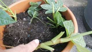 Making more  propagating Fatsia Japonica [upl. by Gertrude]