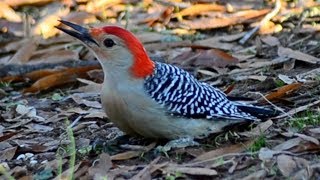 Redbellied woodpecker call loud sound and eating seeds [upl. by Norga285]