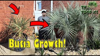 Jelly Palm Growth Video [upl. by Montano]