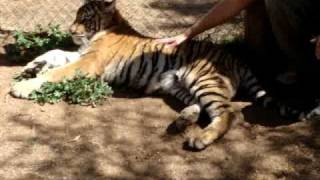 Cango Wildlife Ranch OudtshoornSüdafrika  Tiger streicheln [upl. by Trahern492]