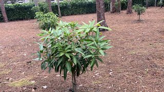 Miren esta increíble colección de mangos debajo de un pinalbosque de Pinos 🤩 🤯 [upl. by Bonn]