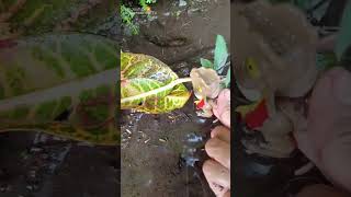 DINO CATCHING SNAKEHEAD FISH  SNAKEHEAD FISH shorts fish channa viralvideo [upl. by Liesa]