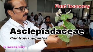 Asclepiadaceae Calotropis gigantea Taxonomy  Dr Jayarama Reddy St Josephs University Join [upl. by Refinnaj]