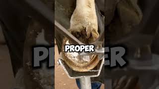 Satisfying Hoof Trimming horsegrooming hoof horsecare [upl. by Bara452]