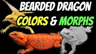 Types of Bearded Dragons  Colors amp Morphs Explained [upl. by Rabi898]