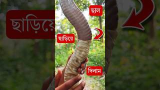 সাপ খোলস ত্যাগ করে কেনো सांप का केंचुली  Cobra moulting its skin naagin snakesaverbrothers [upl. by Caritta]