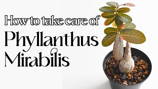 How to care for Phyllanthus Mirabilis [upl. by Glarum]