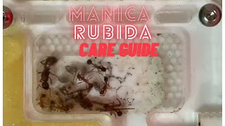 manica rubida care guide [upl. by Sadler456]