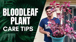 How to Care for Bloodleaf Plant  Iresine Herbstii Care Guide [upl. by Cumine165]